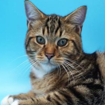 スコティッシュフォールド(立ち耳)【埼玉県・男の子・2023年4月23日・ブラウンタビー】の写真「★おしゃれな模様の　抱っこ好きなイケメン君★」