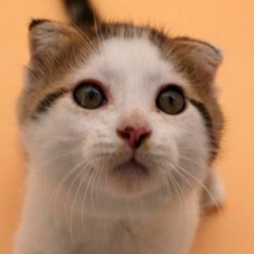 スコティッシュフォールド(折れ耳)【埼玉県・男の子・2024年3月10日・シルバータビー&ホワイト】の写真「ゲージを開けると一番に出てくる元気な男の子」