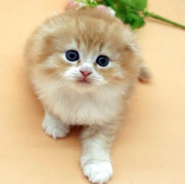 スコティッシュフォールド(折れ耳)【埼玉県・男の子・2025年4月11日・クリームタビー&ホワイト】の写真「ふわふわの被毛と大きな瞳で癒し系。甘えん坊」