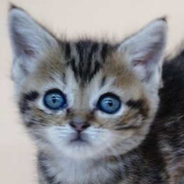 スコティッシュフォールド(立ち耳)【埼玉県・女の子・2025年8月23日・シルバータビー】の写真「小さな王子さま。優しいまなざしに、毎日ときめきます」