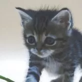 スコティッシュフォールド(立ち耳)