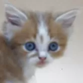 スコティッシュフォールド(立ち耳)【埼玉県・男の子・2025年8月23日・クリーム&ホワイト】の写真1「甘えん坊で見上げる姿が愛おしい。抱っこ大好きな子です」