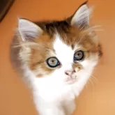 スコティッシュフォールド(立ち耳)