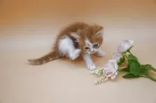 スコティッシュフォールド(立ち耳)【埼玉県・男の子・2025年8月23日・クリーム&ホワイト】の写真2