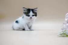 スコティッシュフォールド(立ち耳)【埼玉県・女の子・2025年8月23日・シルバータビー&ホワイト】の写真4「気品のあるおすまし顔。静かにそばにいてくれる上品な性格の子です。」