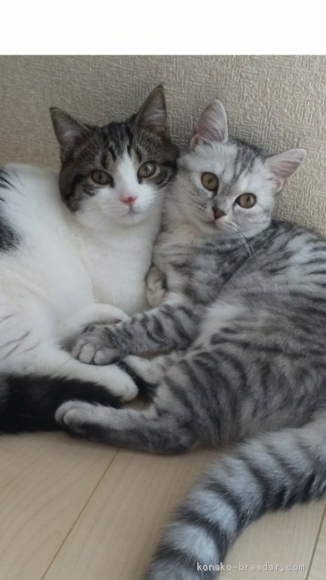 いつも仲良しの夫婦猫😄｜長澤　卓雄(ながさわ　たかお)ブリーダー(岩手県・マンチカン・ICC登録)の紹介写真1