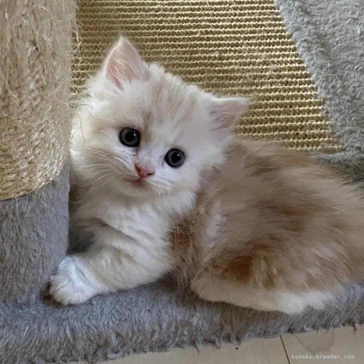 ID:2305-02707の子猫
