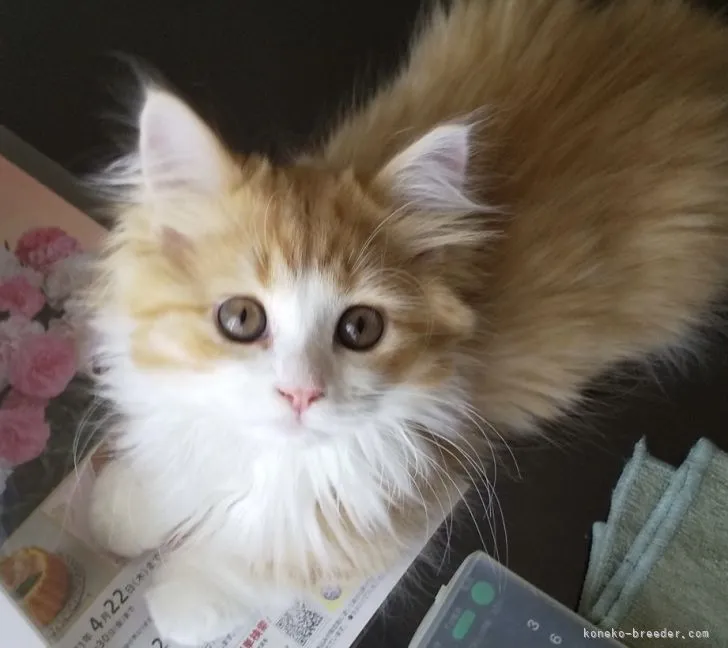 さゆりあ 様のお迎えした子猫