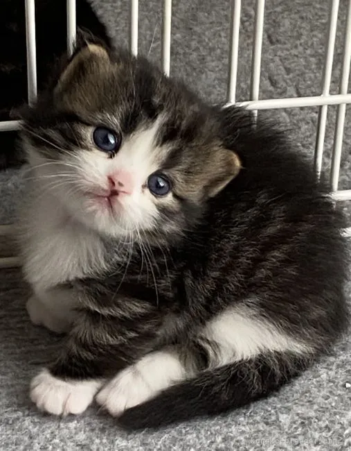 M.S 様のお迎えした子猫