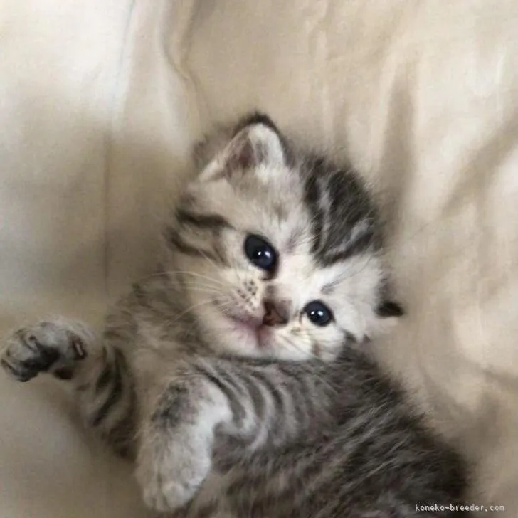 ハルママ 様のお迎えした子猫