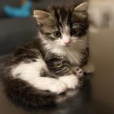 マンチカン(短足)