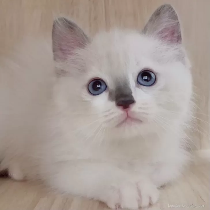 なかちゃん 様のお迎えした子猫