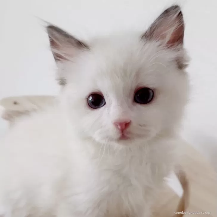 I.M 様のお迎えした子猫