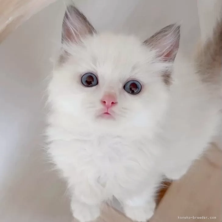 ID：2510-01418の子猫