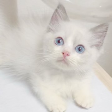 ラグドール【佐賀県・男の子・2025年8月5日・ブルーポイントバイカラー】の写真「癒しパワー全開🥹🩵」