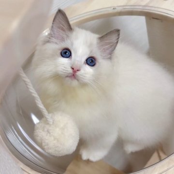 ラグドール【佐賀県・男の子・2025年8月22日・ブルーポイントバイカラー】の写真「ふわふわの毛並みが自慢🫧」