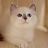 ラグドール【佐賀県・男の子・2025年8月5日・ブルーポイント・ミテット】の写真3