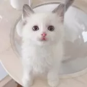 ラグドール【佐賀県・男の子・2025年8月20日・ブルーポイントバイカラー】の写真5