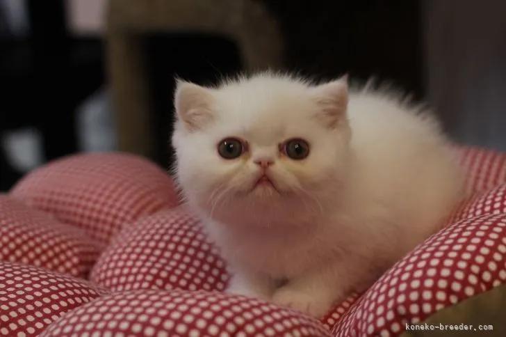 ID：2112-02154の子猫