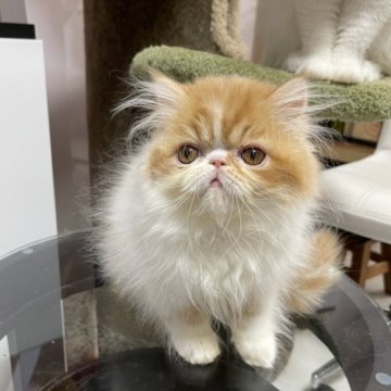 エキゾチックショートヘア【京都府・男の子・2022年12月25日・レッドタビー&ホワイト（ロングヘア）】の写真「膝猫ちゃんです。」