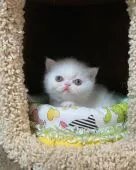 エキゾチックショートヘア【京都府・女の子・2021年11月6日・ホワイト】の写真3