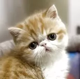エキゾチックショートヘア