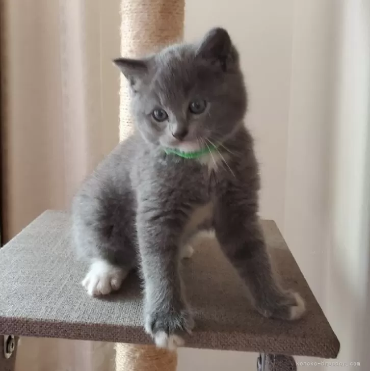 ID：2411-02576の子猫