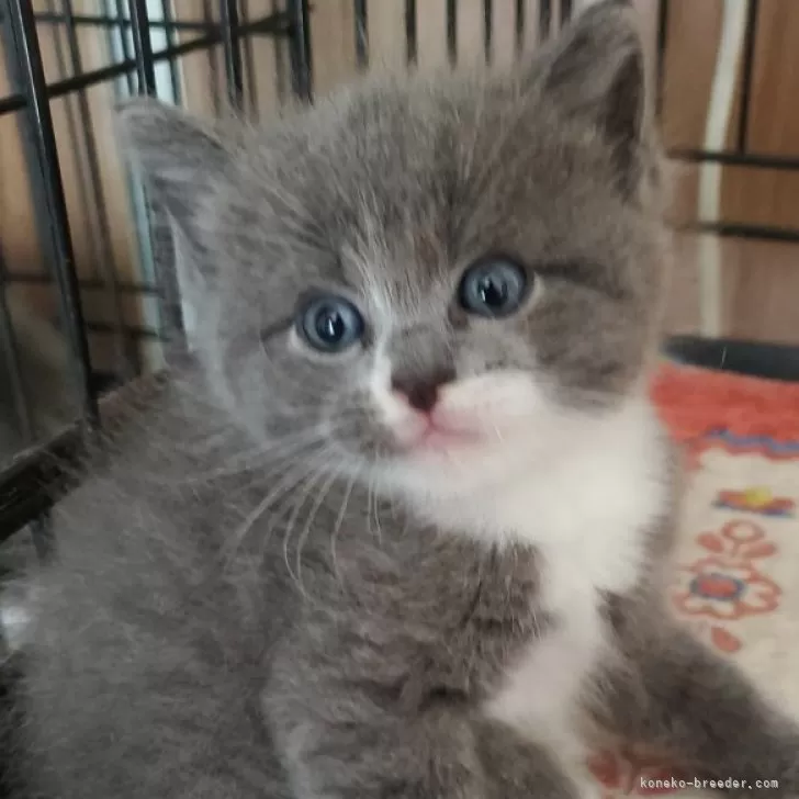 ID:2404-00136の子猫