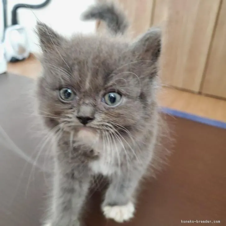 ID：2208-00946の子猫
