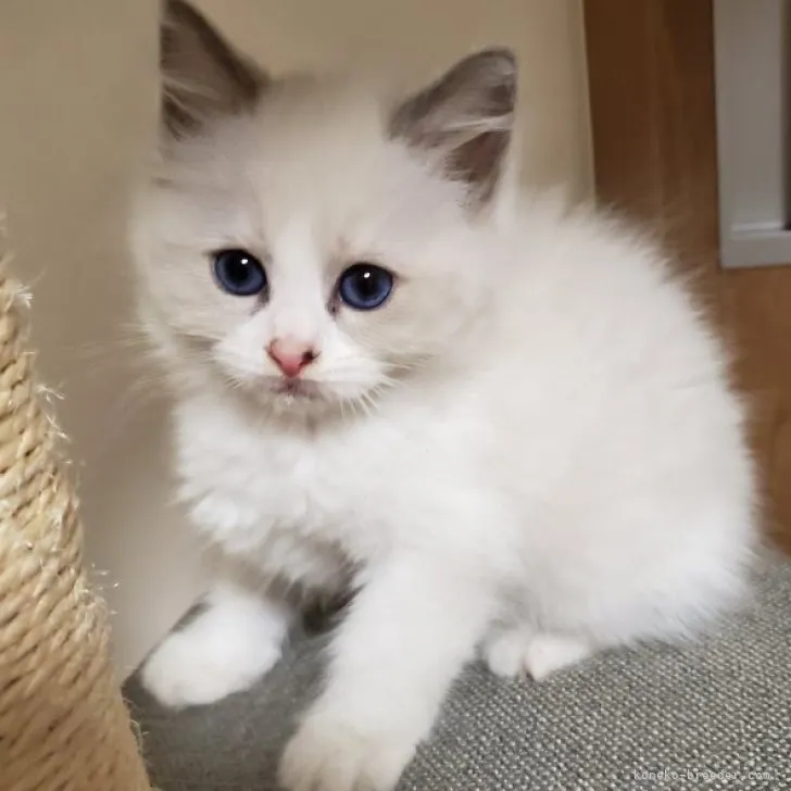 ID:2308-02954の子猫