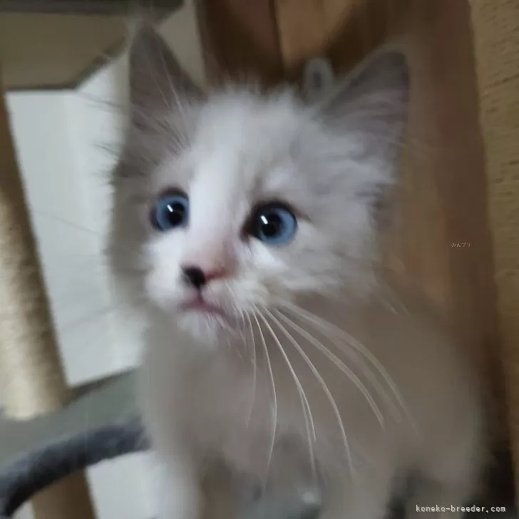 ID:2405-03063の子猫