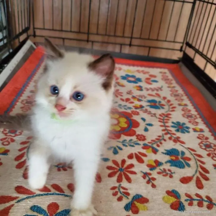 ID:2207-02203の子猫
