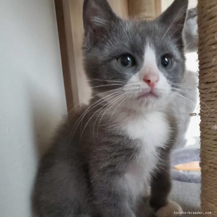 ID:2411-00047の子猫