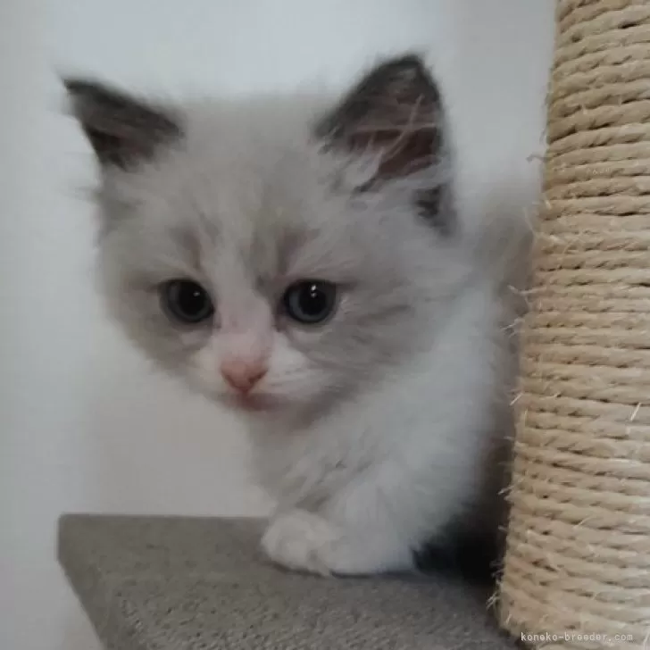 ID:2405-01058の子猫