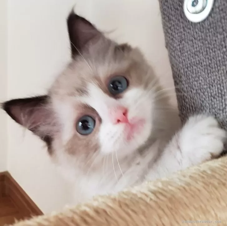 ID:2405-02206の子猫