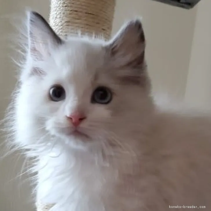 ID:2310-00363の子猫