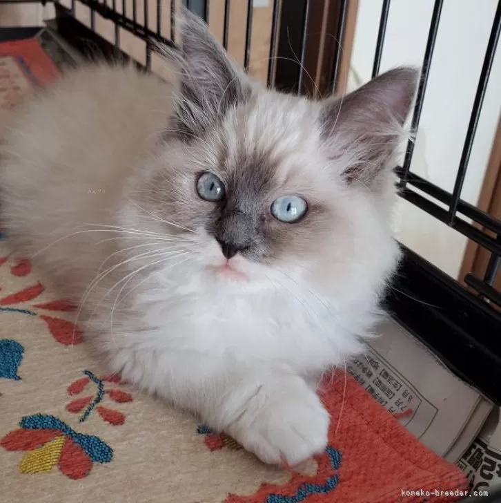 ID:2401-00527の子猫