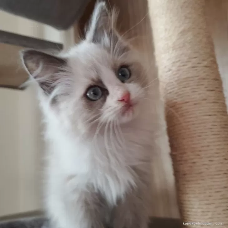 ID:2401-01835の子猫