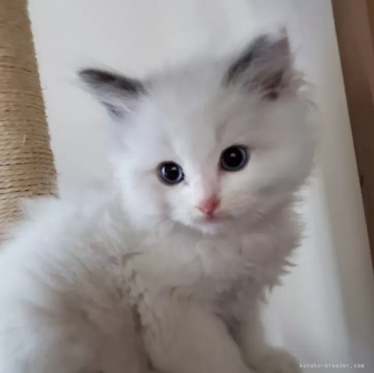 ID:2412-00969の子猫