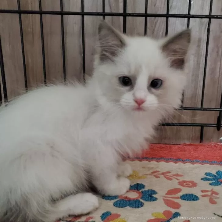 ID：2406-01716の子猫