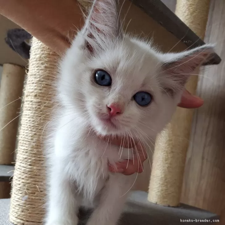 ID:2409-02039の子猫
