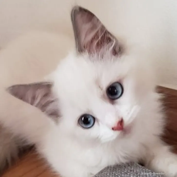 ID：2309-01662の子猫