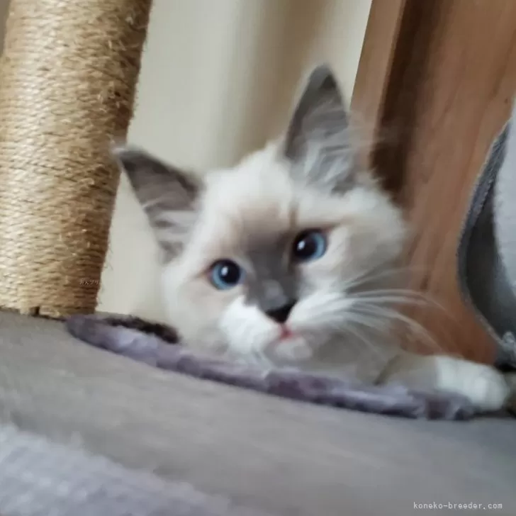 ID:2312-02132の子猫