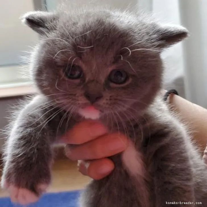 ID：2301-00431の子猫