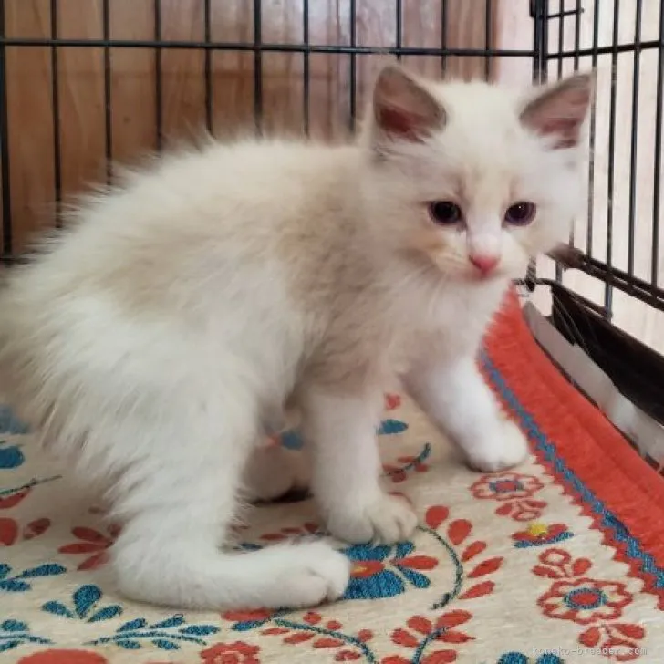 ID:2307-03207の子猫