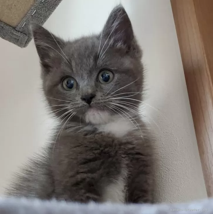 ID:2411-02444の子猫