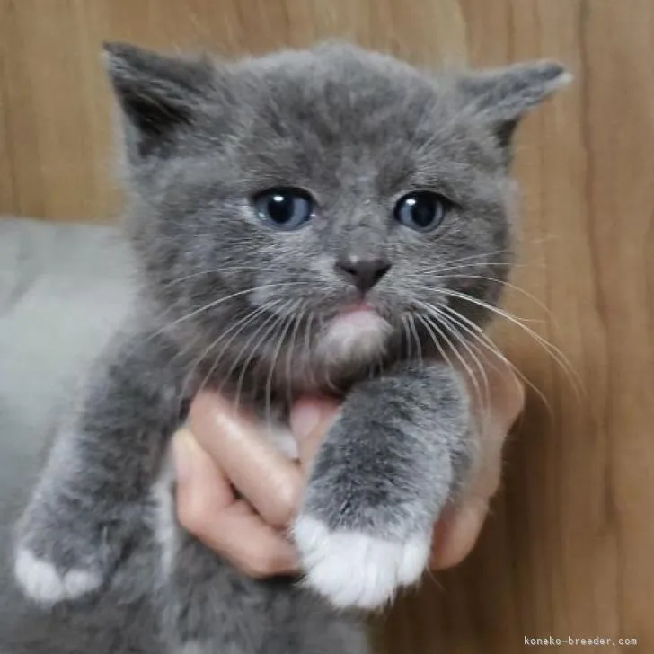 ID：2301-00760の子猫