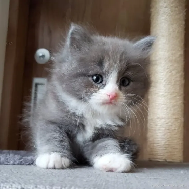ID:2312-00740の子猫