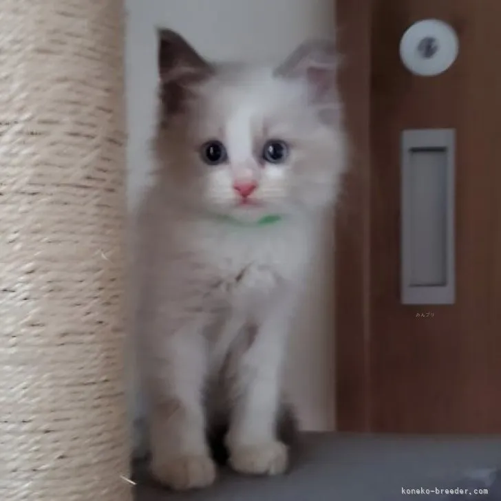 ID:2309-00639の子猫