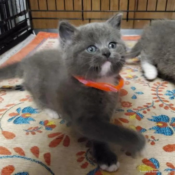 ID:2301-01093の子猫